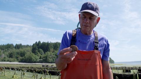 A man wearing a blue T-shirt and orange chest waders looks down at a cockle shell while standing in a bay. Behind him is a long dock covered in seaweed.