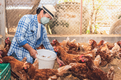 A person wearing a hat, face mask and flannel shirt stands in a chicken coop with a bucket feeding chickens.