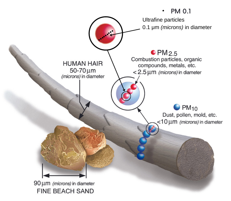 A schematic showing the scale of magnified fine beach sand (90 microns in diameter), a magnified human hair (50-70 microns in diameter), and tiny beads on the surface of the hair representing various sizes of particulate matter: PM10 (dust, pollen, mold, etc; 10 microns in diameter); PM 2.5 (combustion particles, organic compounds, metals, etc. <2.5 microns in diameter); and PM 0.1 (ultrafine particles, <0.1 microns in diameter).