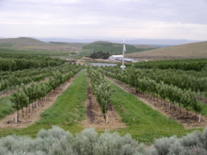 PNASH field rows. Photo by PNASH.